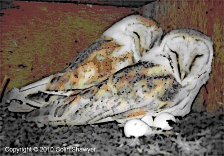 A pair of Barn Owls with eggs