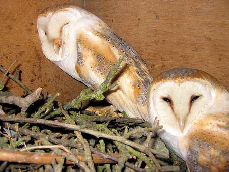 a pair of Barn Owl in a nest box
