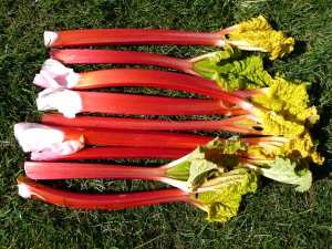 forced rhubarb