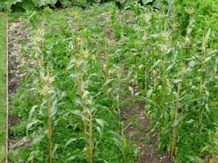 sweetcorn undersown with trefoil