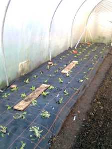 salads in polytunnel